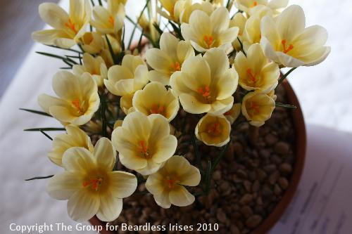 04 Crocus Cream Beauty